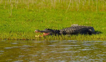 Open mouthed Alligator