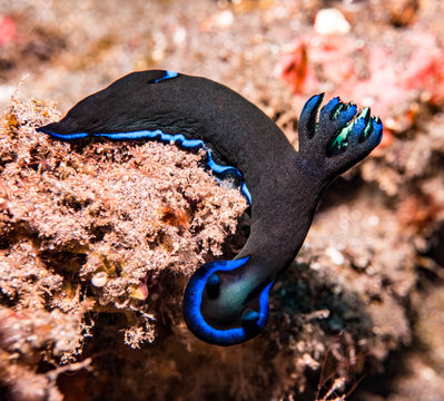 Nudibranch