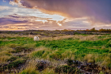 Grazing sheeps on a field