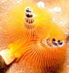 Christmas Tree Flatworm