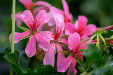 A macro shot of pink geranium with water drops