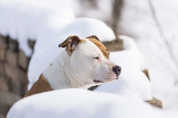 amstaff dog head. american staffordshire terrier