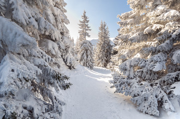 Fototapeta na wymiar Beautiful winter scene with snow trees in sunlight
