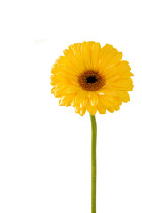 beautiful yellow gerbera flower isolated on white background