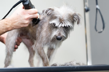 Dog Being Groomed With Clippers - obrazy, fototapety, plakaty