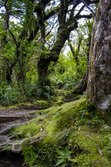 Fototapeta na wymiar New Zealand rainforest magical path