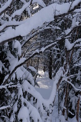 door to the winter forest