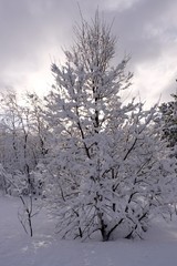 snow tree winter