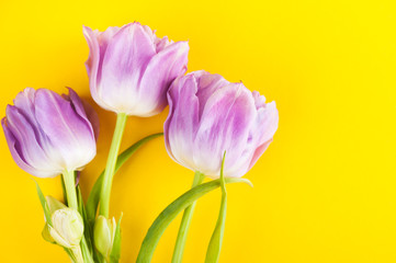 Purple tulip flowers on yellow background
