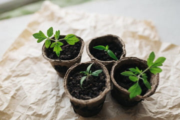 seedlings in peat pots.Baby plants seeding, black hole trays for agricultural seedlings.The spring...