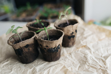 seedlings in peat pots.Baby plants seeding, black hole trays for agricultural seedlings.The spring...