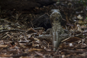 Obraz premium Tuatara and the spiny crests along their backs
