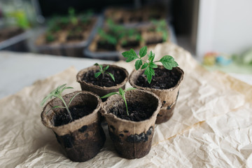 seedlings in peat pots.Baby plants seeding, black hole trays for agricultural seedlings.The spring...
