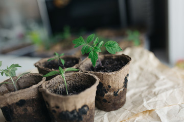 seedlings in peat pots.Baby plants seeding, black hole trays for agricultural seedlings.The spring...