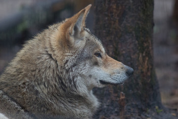 Naklejka na ściany i meble wolf, animal, wildlife, canis lupus