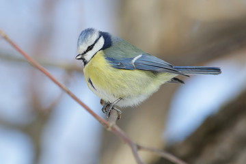 bird, nature, wildlife, tit