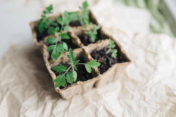seedlings in peat pots.Baby plants seeding, black hole trays for agricultural seedlings.The spring...