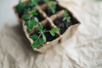 seedlings in peat pots.Baby plants seeding, black hole trays for agricultural seedlings.The spring...
