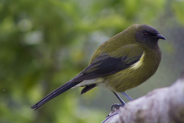 New Zealand native bellbird or Korimako