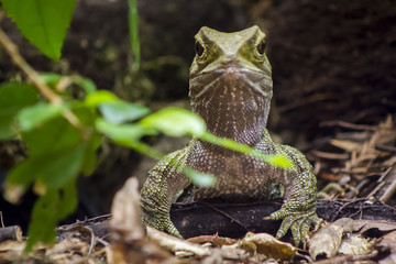 Tuatara reptile portait