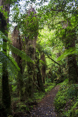 Lush New Zealand forest trail