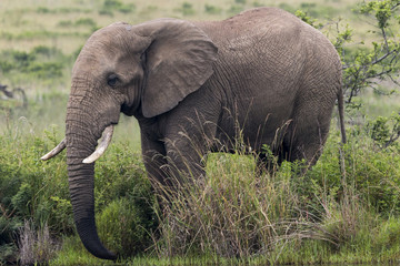 Naklejka na ściany i meble African Elephant Drinking at Waterhole in South Africa