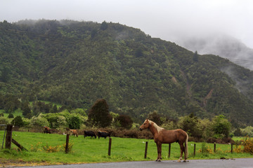 Horse and Dairy Cows in New Zealand green field 