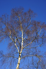 Birch on a sunny winter day