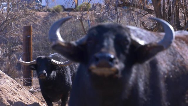 asian water buffalo charge warning head movement rack focus to animal in the background