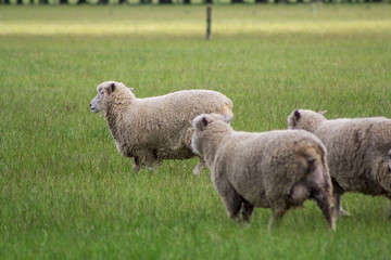 Grazing Sheep on green field