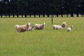 Grazing Sheep on green field