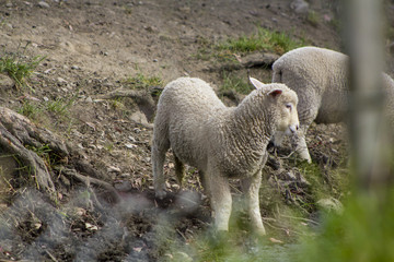 Sheep on the north island of New Zealand
