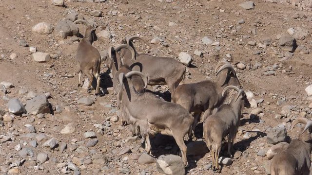 barbary sheep prepare to run away