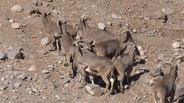 barbary sheep walking up rocky slope slow motion