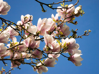 Blühender Magnolienbaum im Frühling