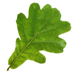Green oak leaf isolated on a white background.