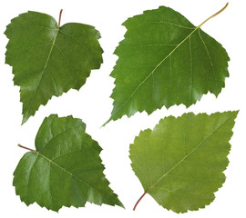 Birch leaves isolated on white background.