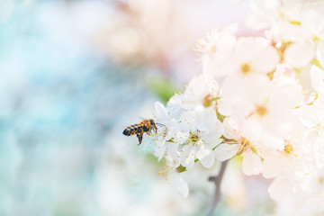 Flying bees in the air to the cherry blossoms in search of honey nectar. A symbol of spring.
