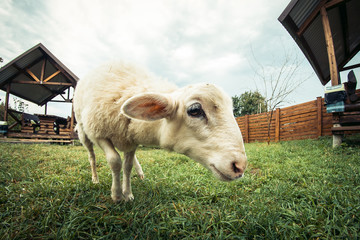 Young lambkin in a meadow