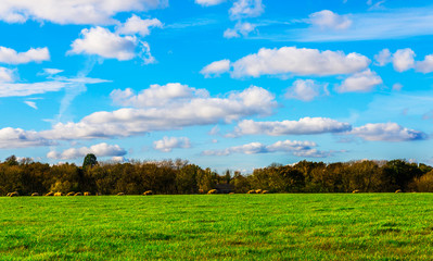 English sheep grazing in a meadow, typical British green pasture on a sunny day