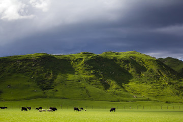 Stunning New Zealand landscape with sheep and cows grazing on vibrant green meadows
