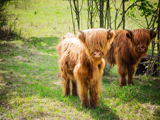 Highland cattle