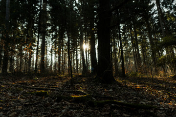 Obraz premium Sonnenstrahlen im Wald