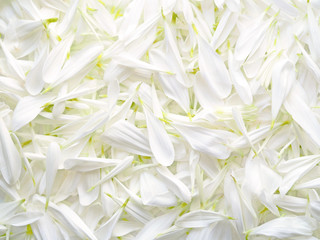 White chrysanthemum flower soft petals background. Background for wedding invitation or romantic valentine, birthday. Chrysanths, flowering plants of the genus chrysanthemum, asteraceae