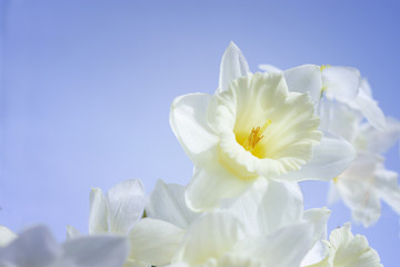 Fototapeta na wymiar White daffodils against the blue sky
