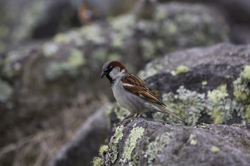 House Sparrow bird on rock
