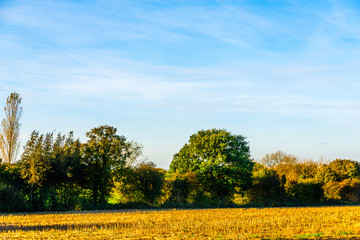 English green meadow on a sunny day, a typical rural landscape of the British countryside