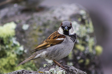 House Sparrow bird looking at camera 