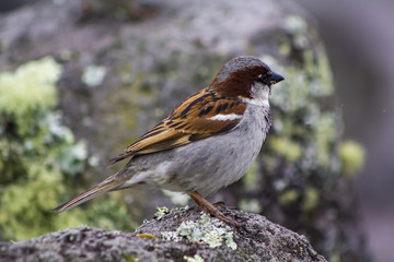 House Sparrow bird