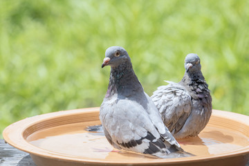 homing pigeon bird bathing in water dish